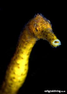 "Yellow Stick" (Trachyrhamphus bicoarctatus) Bend Stick P... by David Henshaw 